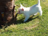 1 chiot mâle Westie LOF à vendre