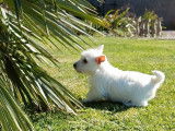 1 chiot mâle Westie LOF à vendre