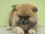 À réserver, 1 chiot mâle Akita Inu LOF