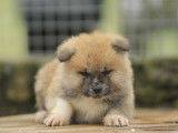 À réserver, 1 chiot mâle Akita Inu LOF