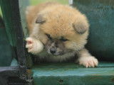 À réserver, 1 chiot mâle Akita Inu LOF