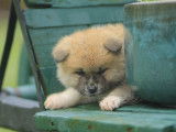 À réserver, 1 chiot mâle Akita Inu LOF