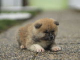 À réserver, 1 chiot mâle Akita Inu LOF