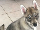 À vendre, 1 chiot mâle Husky LOF