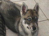 À vendre, 1 chiot mâle Husky LOF