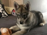 À vendre, 1 chiot mâle Husky LOF