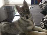 À vendre, 1 chiot mâle Husky LOF