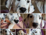 8 chiots Dalmatiens LOF à réserver