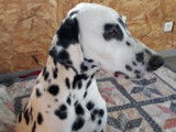 8 chiots Dalmatiens LOF à réserver