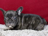 2 chiots mâles Bouledogues Français LOF, à vendre