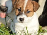 4 chiots Jack Russells LOF, disponibles à la vente