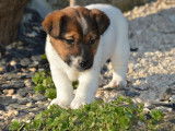 4 chiots Jack Russells LOF, disponibles à la vente