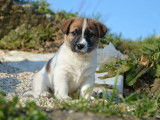 4 chiots Jack Russells LOF, disponibles à la vente