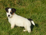 4 chiots Jack Russells LOF, disponibles à la vente