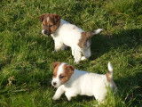 4 chiots Jack Russells LOF, disponibles à la vente
