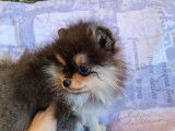 Chiot m&acirc;le Spitz Nain tricolore disponible