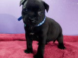 Magnifiques staffies lof mâle femelle disponible en réservation