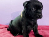 Magnifiques staffies lof mâle femelle disponible en réservation