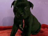 Magnifiques staffies lof mâle femelle disponible en réservation