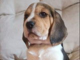 À réserver 3 chiots mâles Beagles (LOF)
