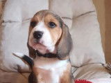 À réserver 3 chiots mâles Beagles (LOF)
