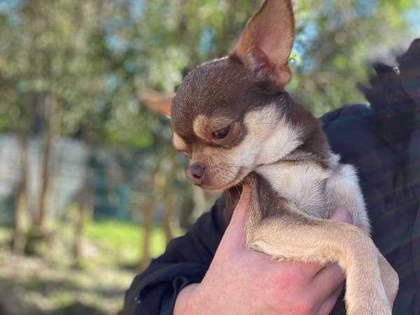Chie mâle Chihuahua LOF à vendre