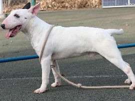 Chiot mâle Bull Terrier LOF blanc à vendre