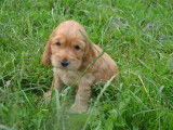 Chiots Cockers Anglais Spaniel &agrave; r&eacute;server (LOF)