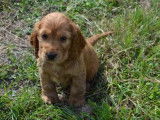 Chiots Cockers Anglais Spaniel &agrave; r&eacute;server (LOF)