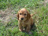 Chiots Cockers Anglais Spaniel &agrave; r&eacute;server (LOF)