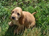 Chiots Cockers Anglais Spaniel &agrave; r&eacute;server (LOF)