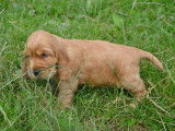 Chiots Cockers Anglais Spaniel &agrave; r&eacute;server (LOF)