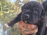 À réserver, 3 chiots femelles Staffies LOF