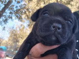 À réserver, 3 chiots femelles Staffies LOF