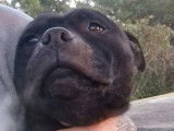 À réserver, 3 chiots femelles Staffies LOF