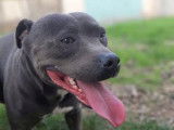 À réserver, 3 chiots femelles Staffies LOF