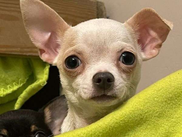 Chiot mâle Chihuahua non LOF à vendre