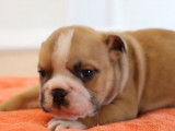 À vendre : chiots Bulldogs Anglais bicolores LOF, 1 mâle et 1 femelle