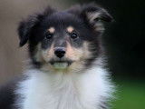 Vente d'un chiot Berger des Shetland femelle tricolore LOF
