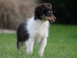 Vente d'un chiot Berger des Shetland femelle tricolore LOF