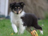 Vente d'un chiot Berger des Shetland femelle tricolore LOF