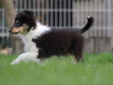 Vente d'un chiot Berger des Shetland femelle tricolore LOF