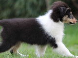 Vente d'un chiot Berger des Shetland femelle tricolore LOF