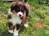 Disponible de suite chiots Berger Australien LOF à vendre