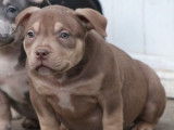 5 chiots American Bullies tricolores disponibles à l’achat