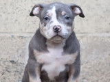 5 chiots American Bullies tricolores disponibles à l’achat