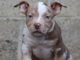 5 chiots American Bullies tricolores disponibles à l’achat
