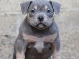 5 chiots American Bullies tricolores disponibles à l’achat