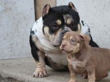 5 chiots American Bullies tricolores disponibles à l’achat