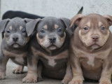 5 chiots American Bullies tricolores disponibles à l’achat